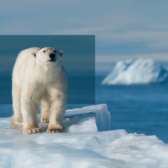 En isbjørn retter blikket mod kameraet. 